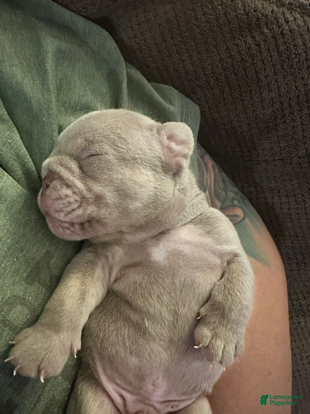 English Bulldog dogs for sale: English Bulldog 4 - Ad 1