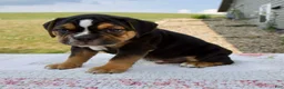 Beabull dogs for sale: Bentley - Ad 3