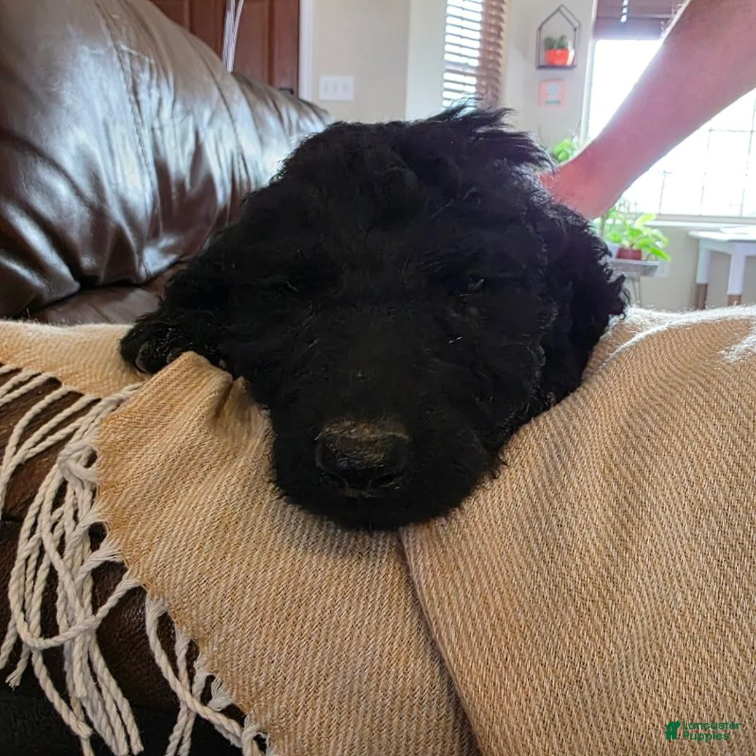 Mini Goldendoodle dogs for sale: Yellow - Ad 2