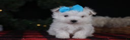 Maltese dogs for sale: ANDREW - Ad 1