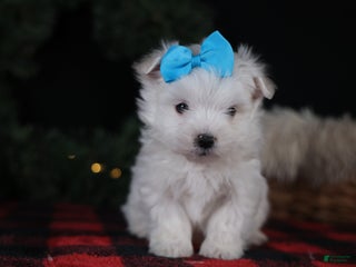 Maltese dogs ANDREW - Ad 18