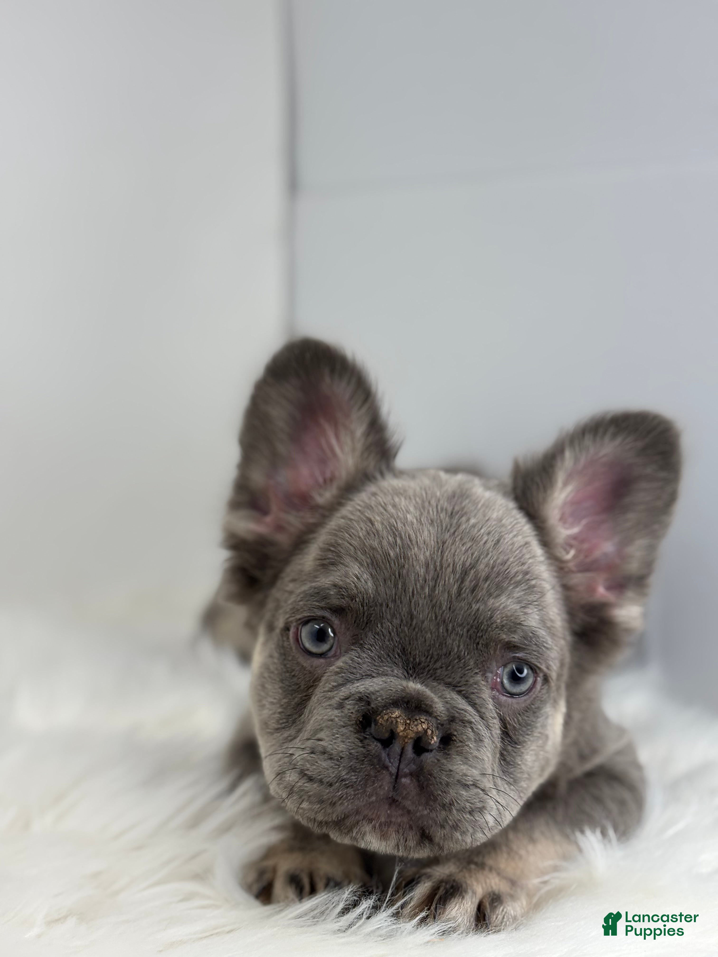French Bulldog dogs Peter - Ad 2