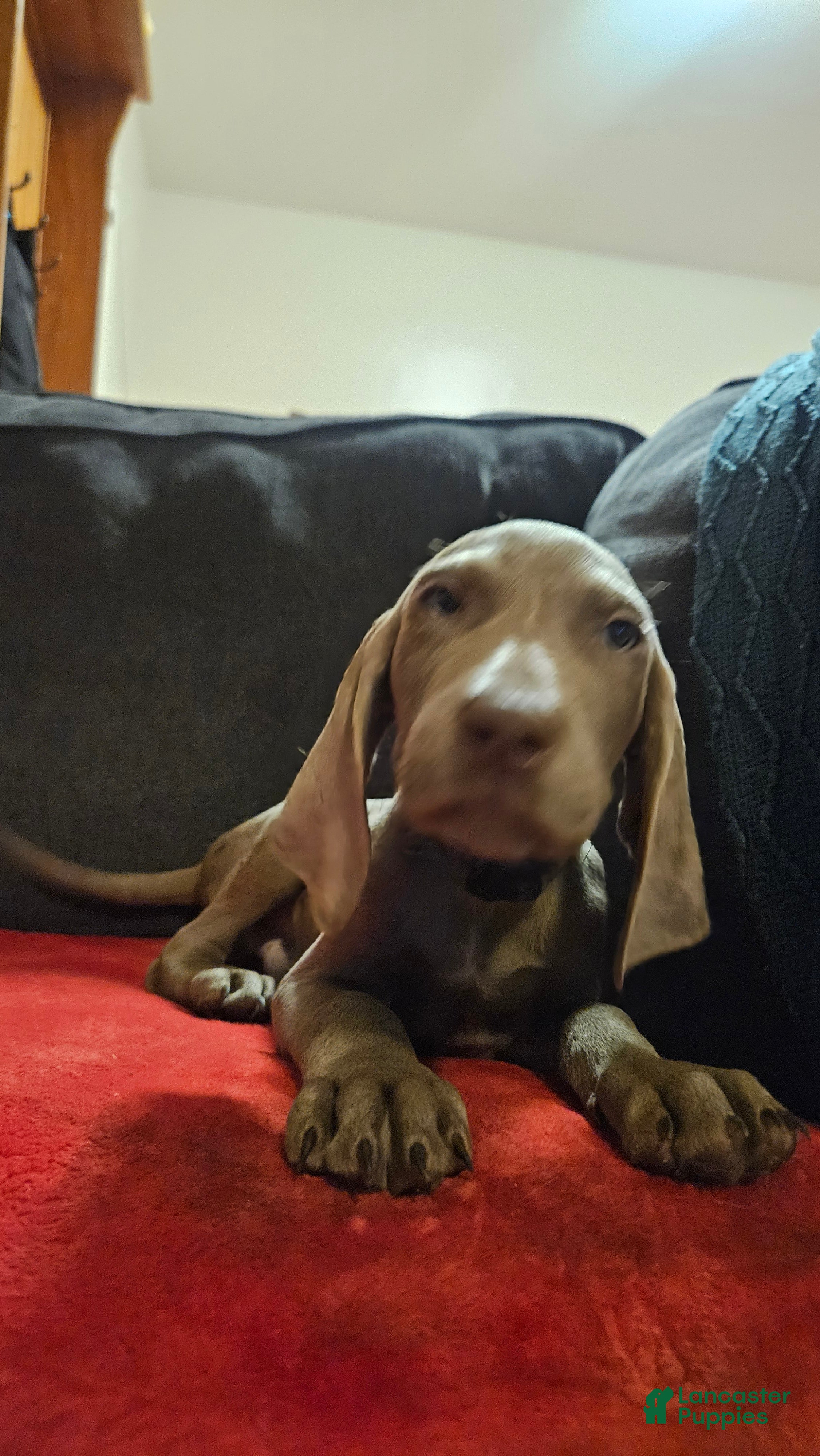 Weimaraner dogs Weimaraner 3 - Ad 5