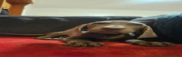 Weimaraner dogs for sale: Weimaraner 3 - Ad 1