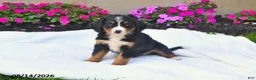 Bernese Mountain Dog dogs for sale: Claire - Ad 3