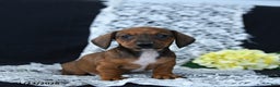 Miniature Dachshund dogs for sale: Mary - Ad 1