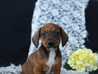 Miniature Dachshund dogs Mary - Ad 20