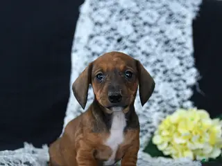 Miniature Dachshund dogs Mary - Ad 38