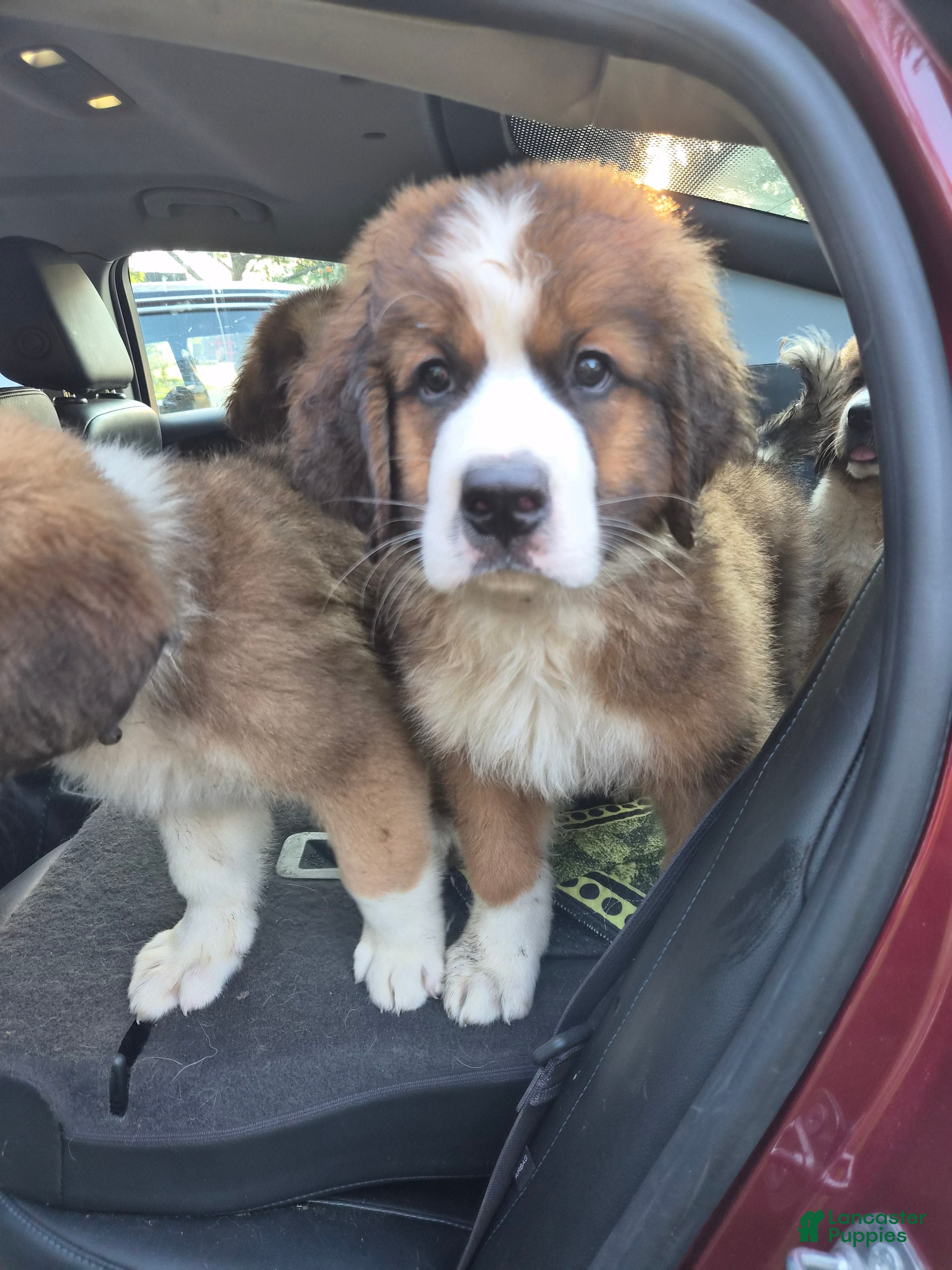 Mixed Breed dogs Mr Blue 💙 - Ad 2