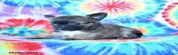 Mixed Breed dogs for sale: Mocha - Ad 4