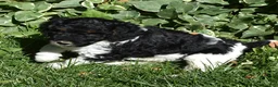Standard Poodle dogs for sale: Standard Poodle 3 Black Tri - Ad 6