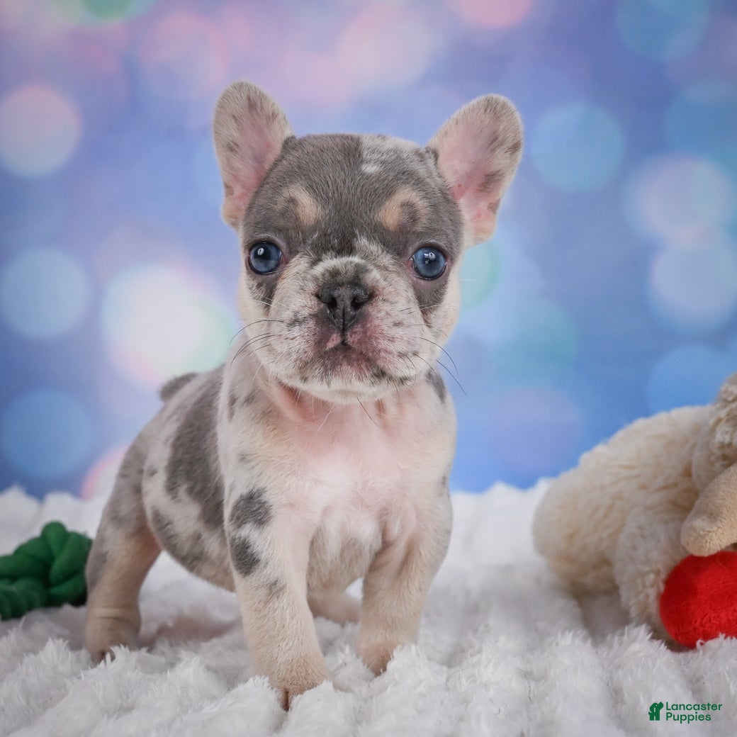 French Bulldog dogs for sale: Rose - Ad 12
