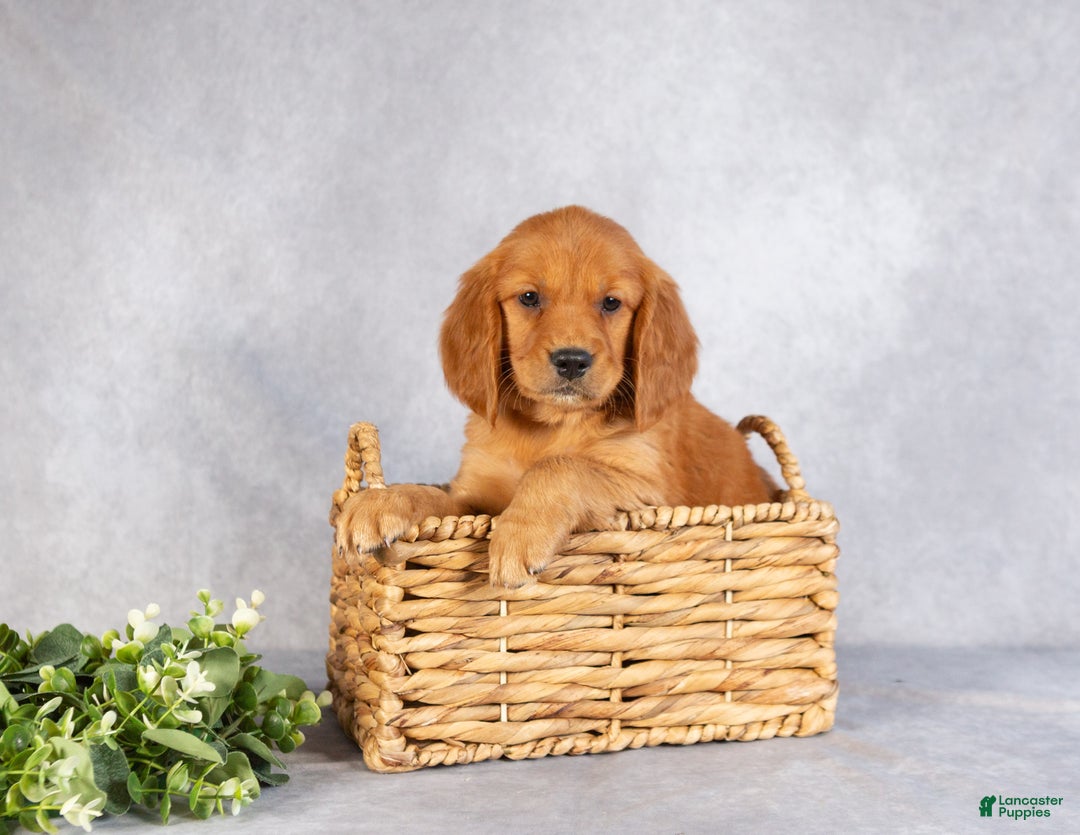 Miniature Golden Retriever dogs for sale: Damien - Ad 1