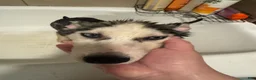 Siberian Husky dogs for sale: Red - Ad 4