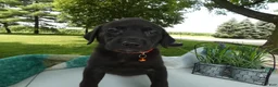 Sheprador dogs for sale: Sheprador 9 Malinda - Ad 4