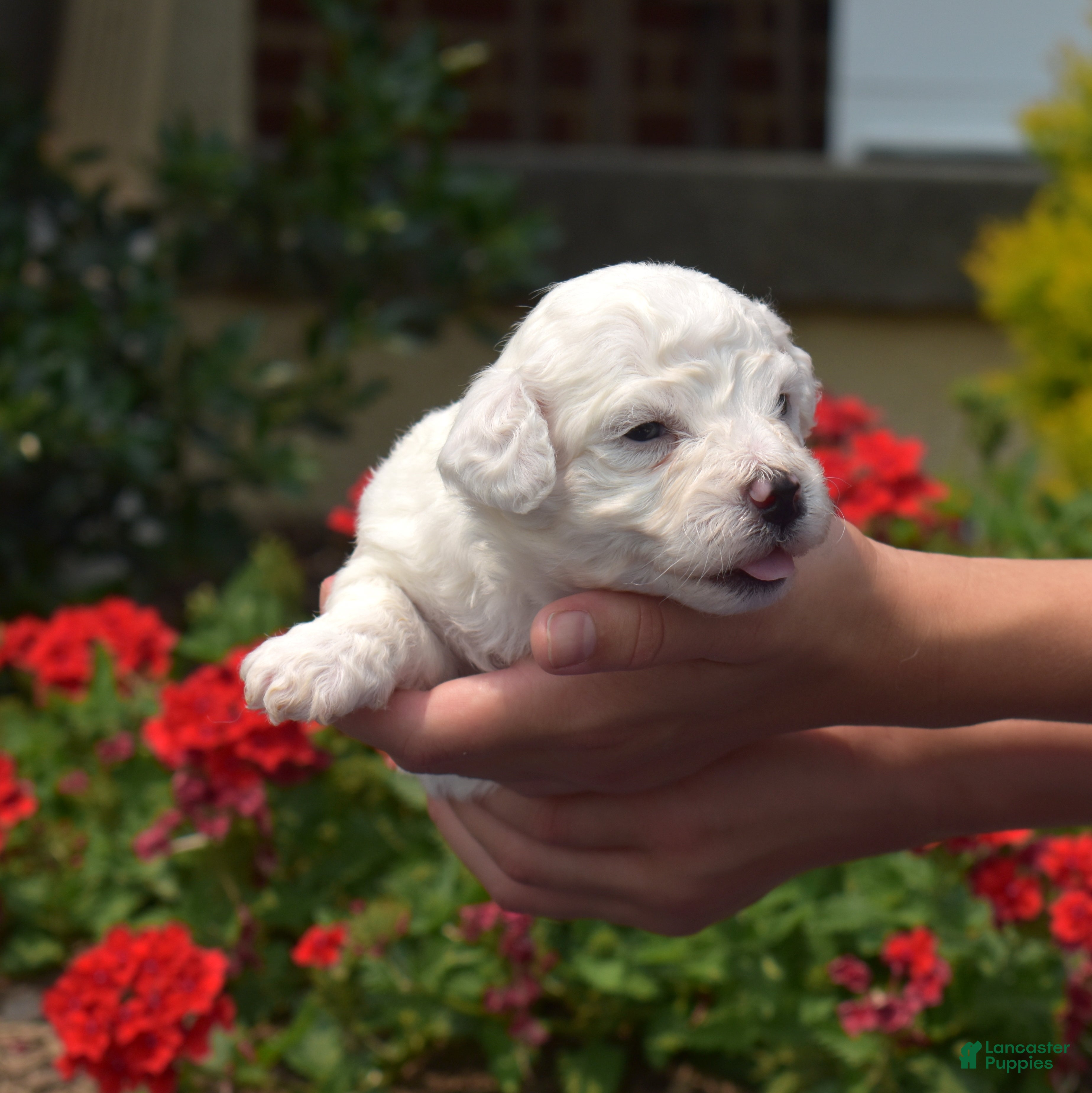 Bichon Frise dogs Winter - Ad 2