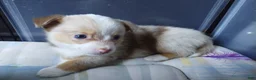 Mixed Breed dogs for sale: Truffles - Ad 1