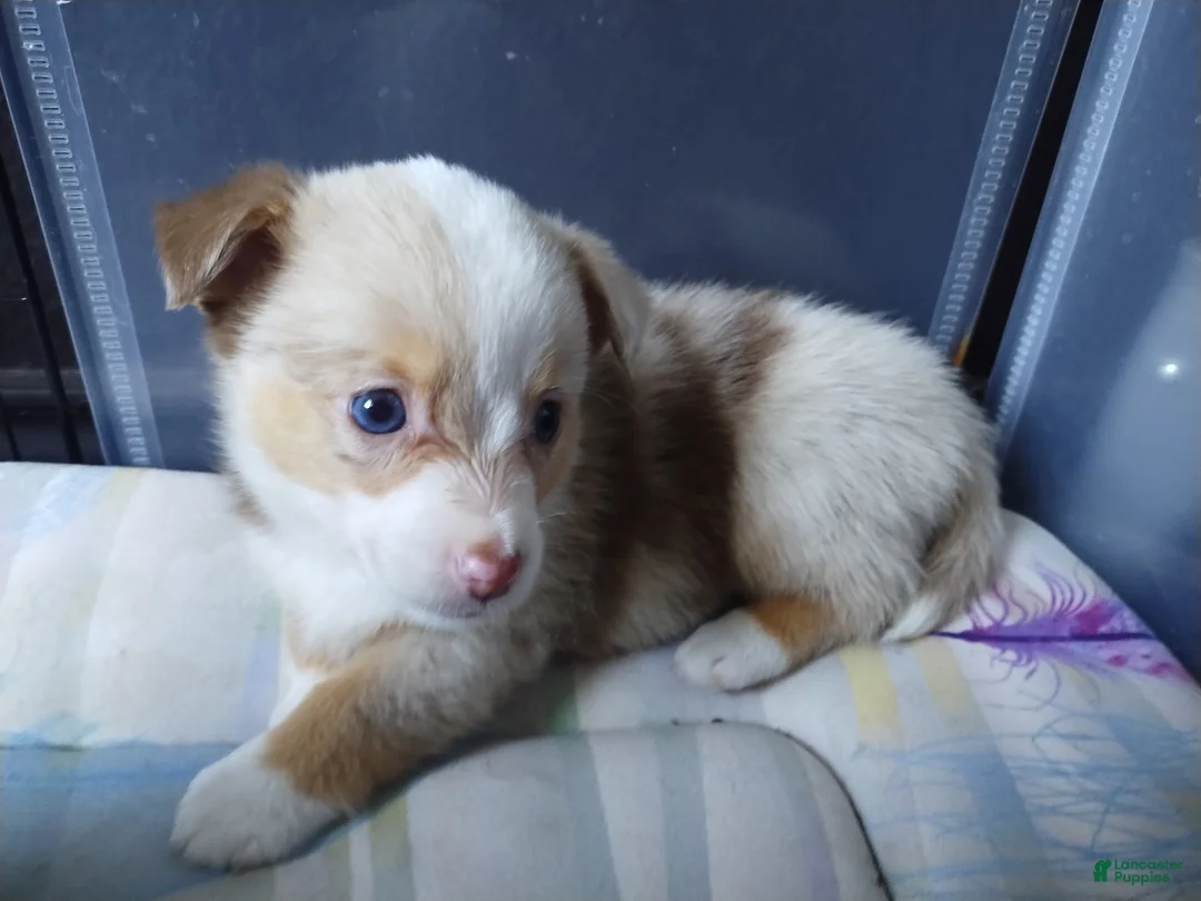 Mixed Breed dogs for sale: Truffles - Ad 1