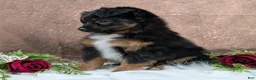Toy Australian Shepherd dogs for sale: Bronson - Ad 6