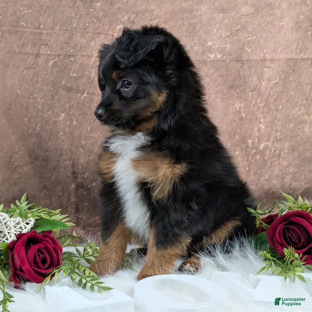 Toy Australian Shepherd dogs for sale: Bronson - Ad 6