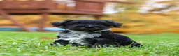 Miniature Schnauzer dogs for sale: Jude - Ad 7