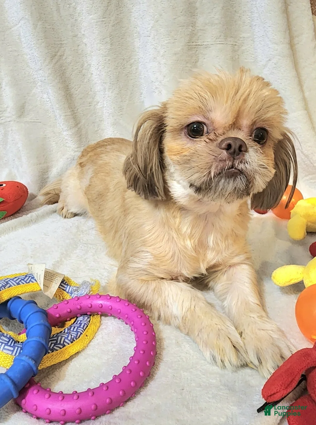 Shih Tzu dogs for sale: Shih Tzu 1 - Ad 1