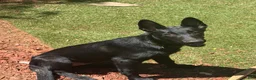 Belgian Malinois dogs for sale: Stud muffin #1 - Ad 3