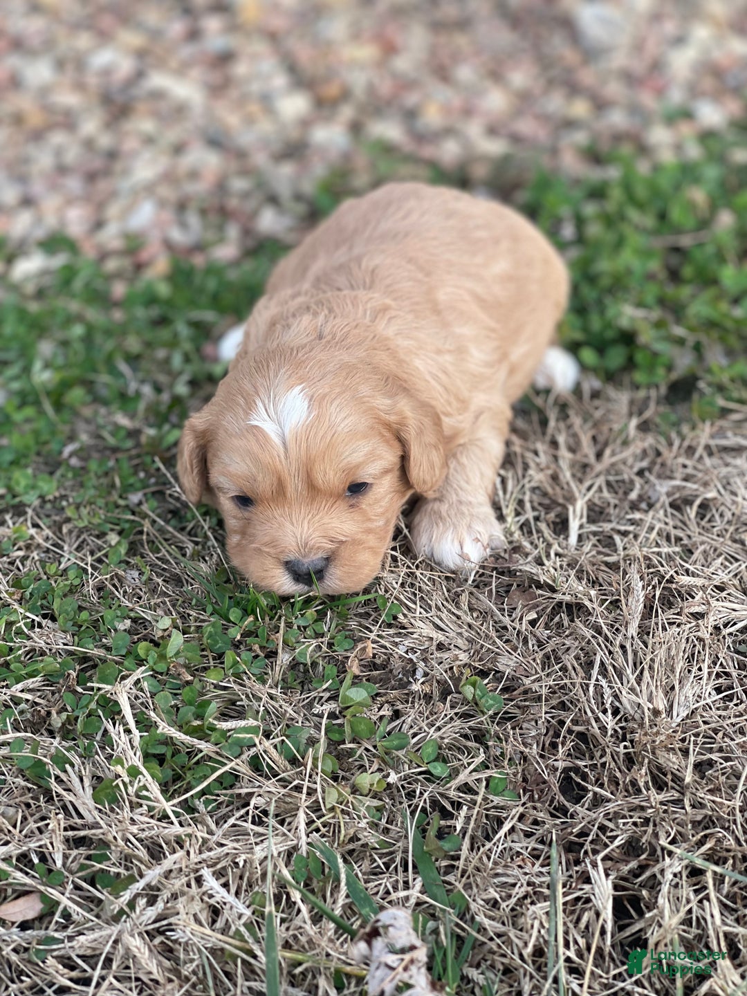 Cavapoo dogs for sale: Cavapoo Puppy 2 - Ad 3