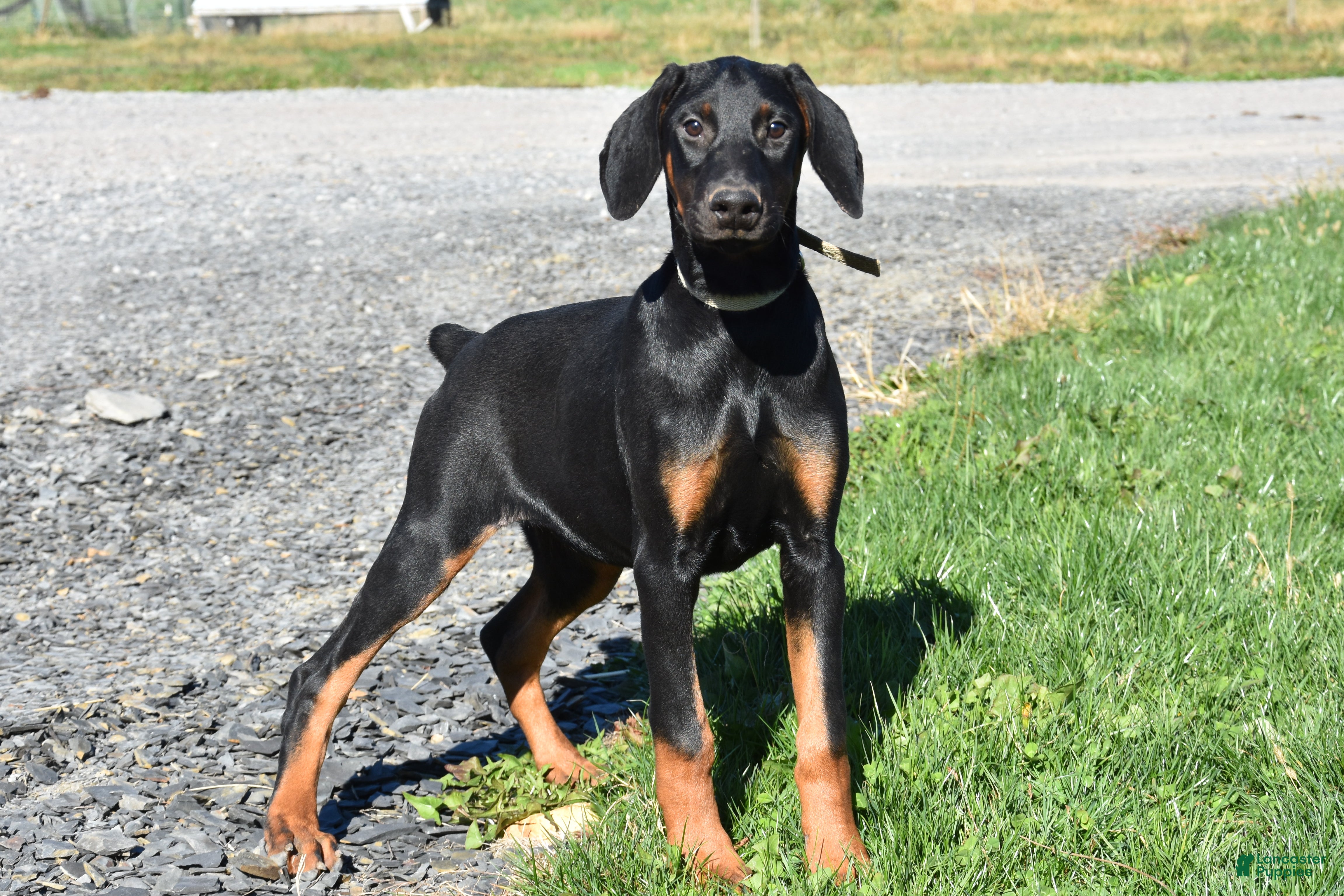Doberman Pinscher dogs Kasey - Ad 2