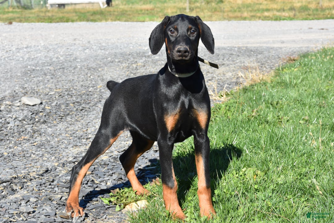 Doberman Pinscher dogs for sale: Kasey - Ad 1