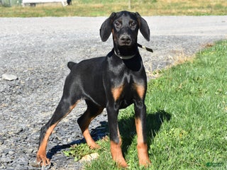 Doberman Pinscher dogs Kasey - Ad 20