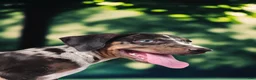 Catahoula Leopard Dog dogs for sale: Bug 2026 Male 3 - Ad 5