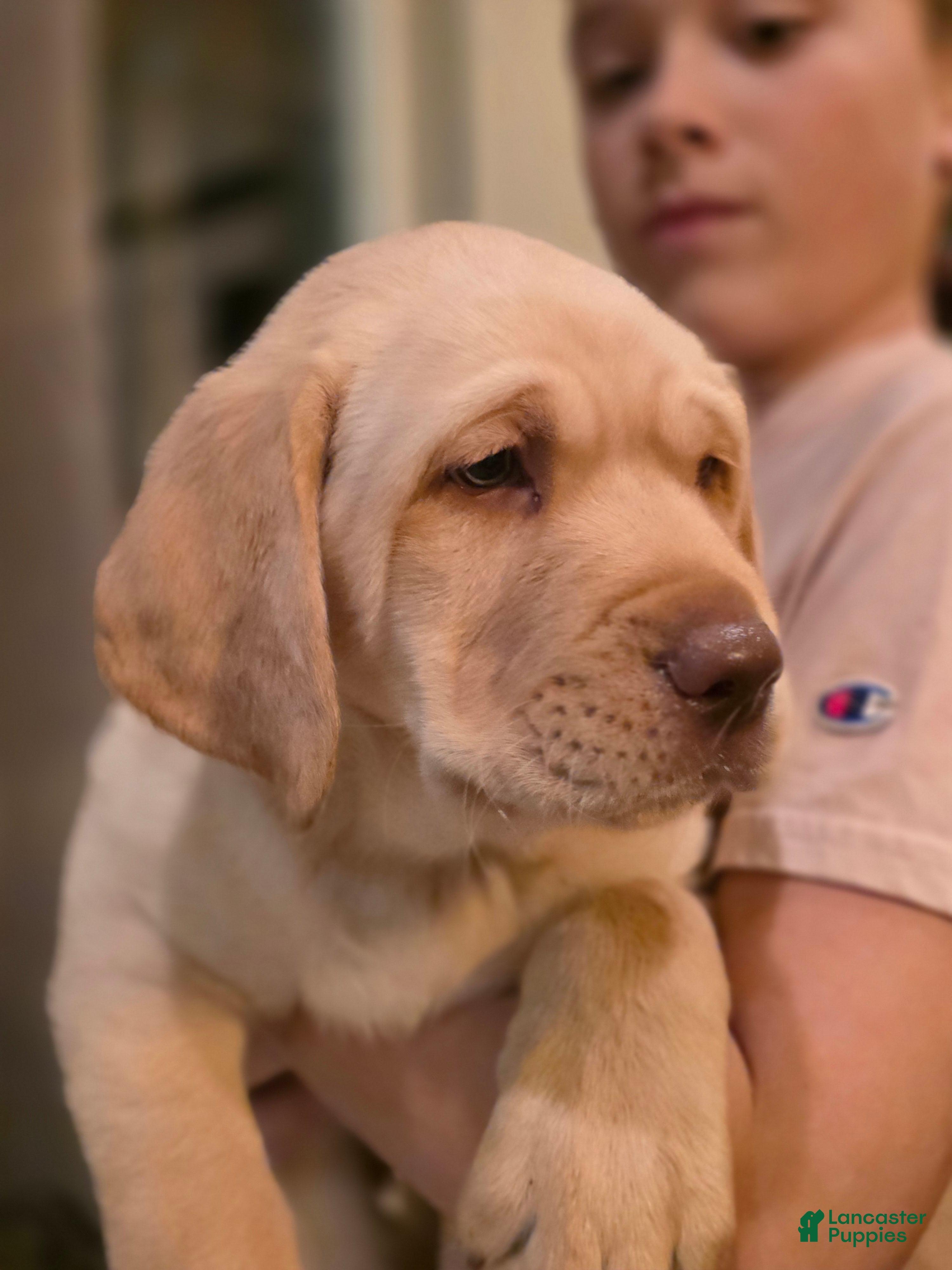 Labrador Retriever dogs Labrador Retriever Puppy 4 - Ad 2