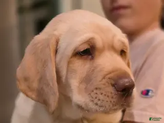 Labrador Retriever dogs Labrador Retriever Puppy 4 - Ad 2