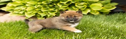 Shiba Inu dogs for sale: Jody  - Ad 2