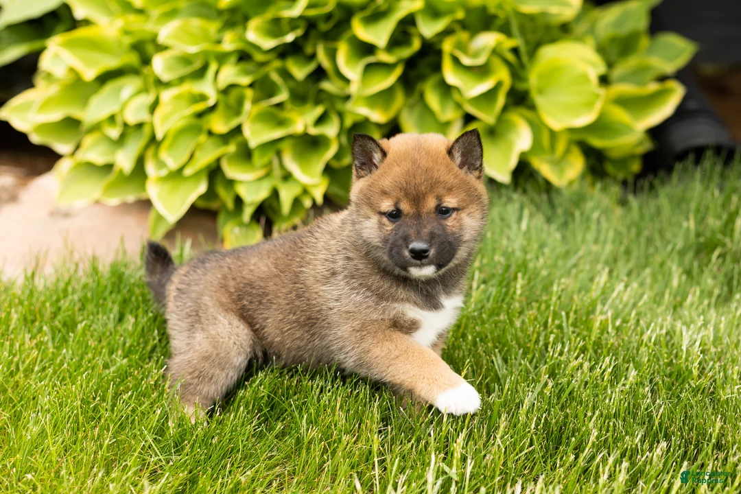 Shiba Inu dogs for sale: Jody  - Ad 2