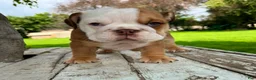 English Bulldog dogs for sale: Male, Fawn and White - Ad 4
