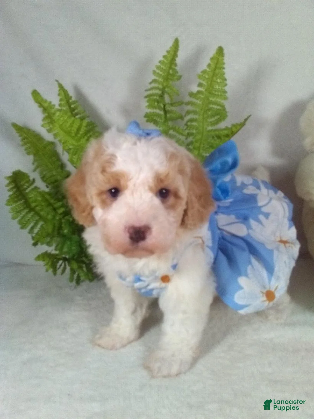 Bichpoo dogs for sale: Jasmine - Ad 4