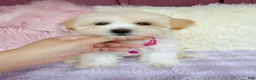 Maltipoo dogs for sale: 🩷 Pinky 🩷 - Ad 6