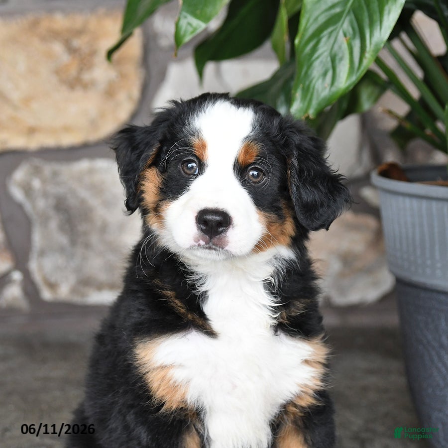 Mini Bernedoodle dogs Freddie - Ad 2
