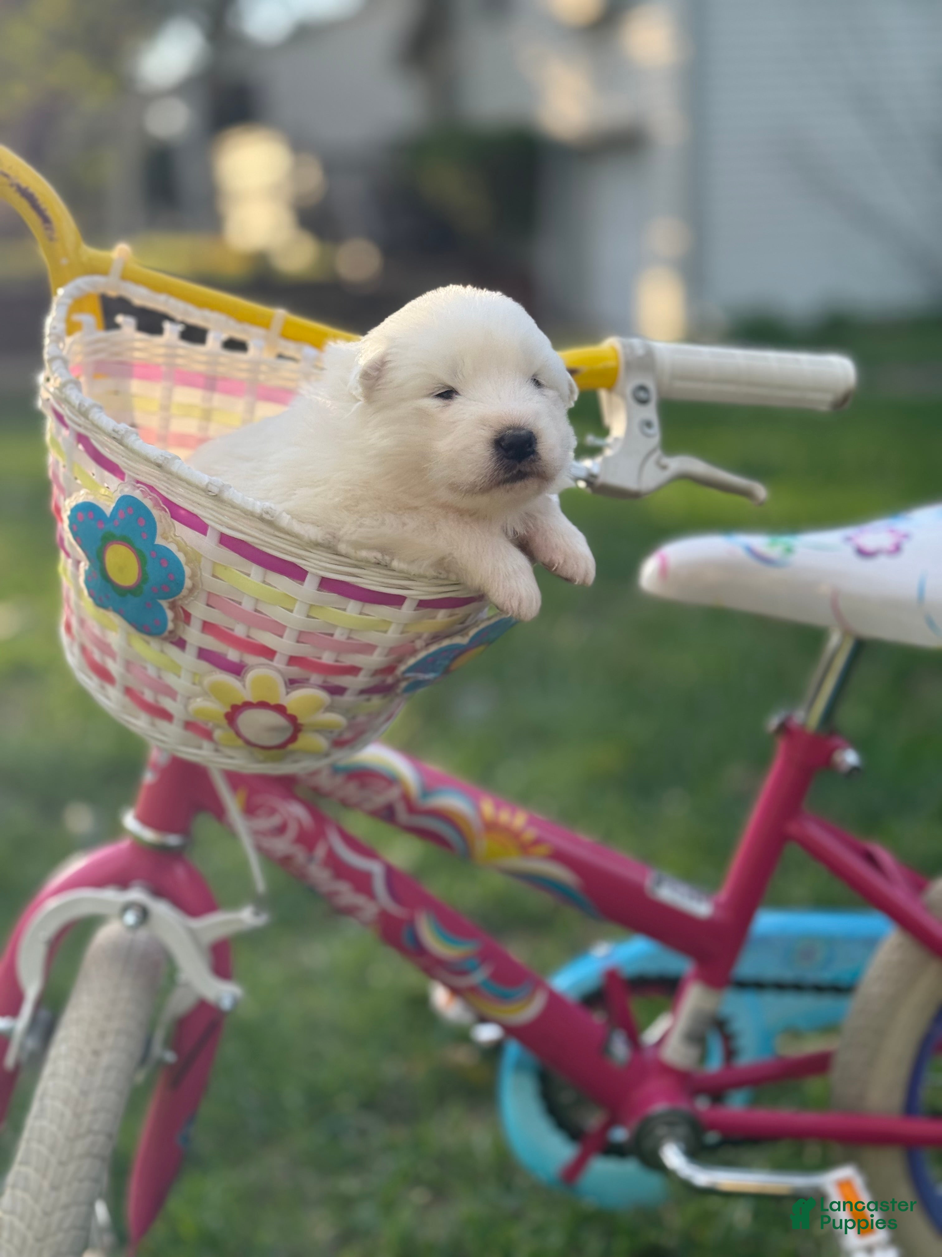 Samoyed dogs for sale: Pink  - Ad 2