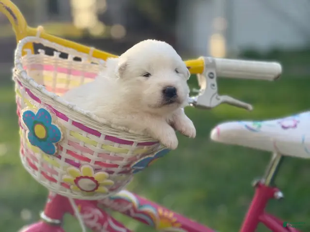 Samoyed dogs for sale: Pink - Ad 2