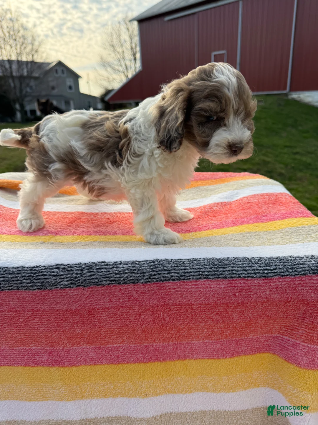 Cockapoo dogs for sale: Cockapoo Puppy 1 - Ad 3