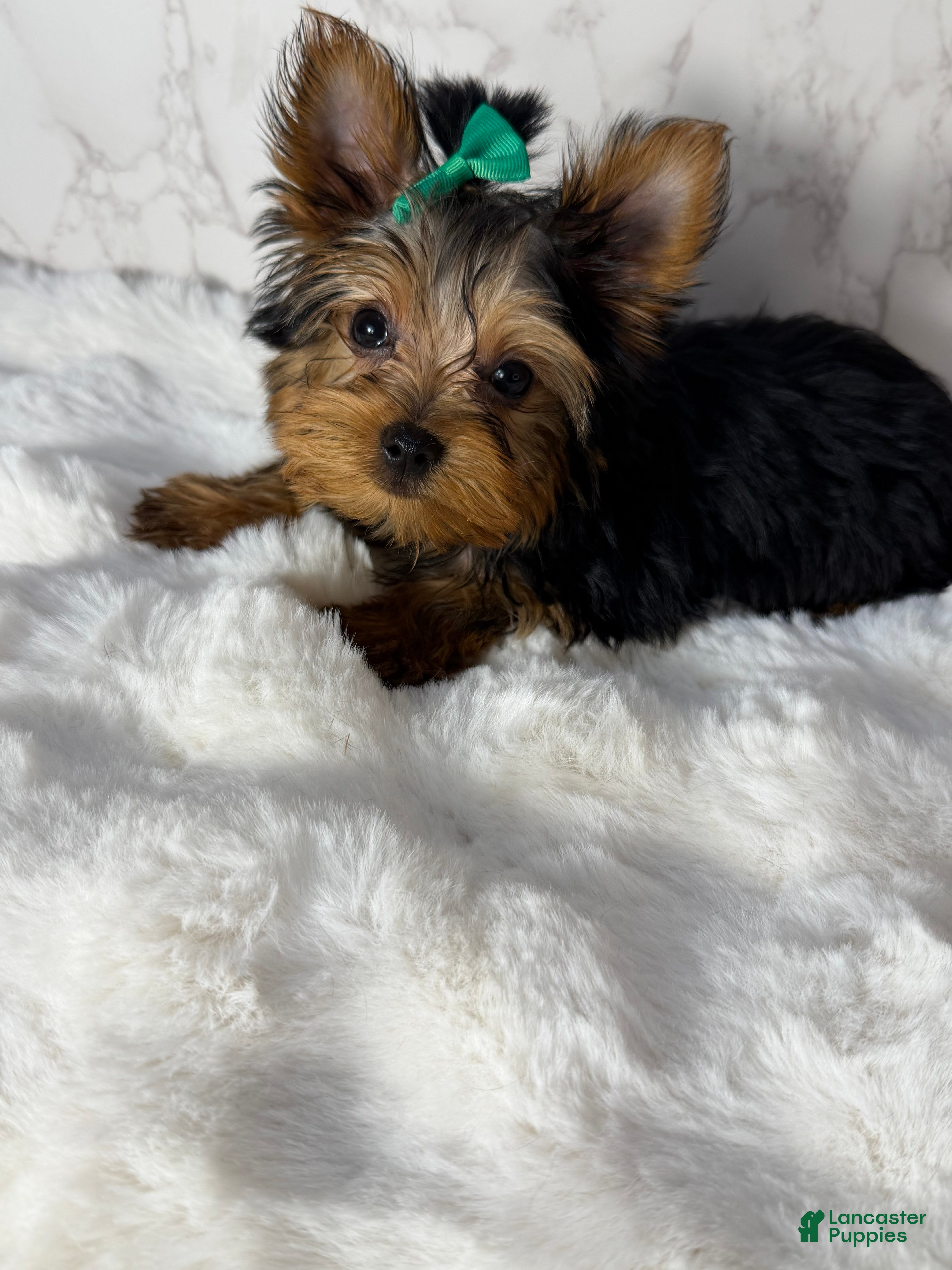 Yorkshire Terrier dogs Jack  - Ad 38