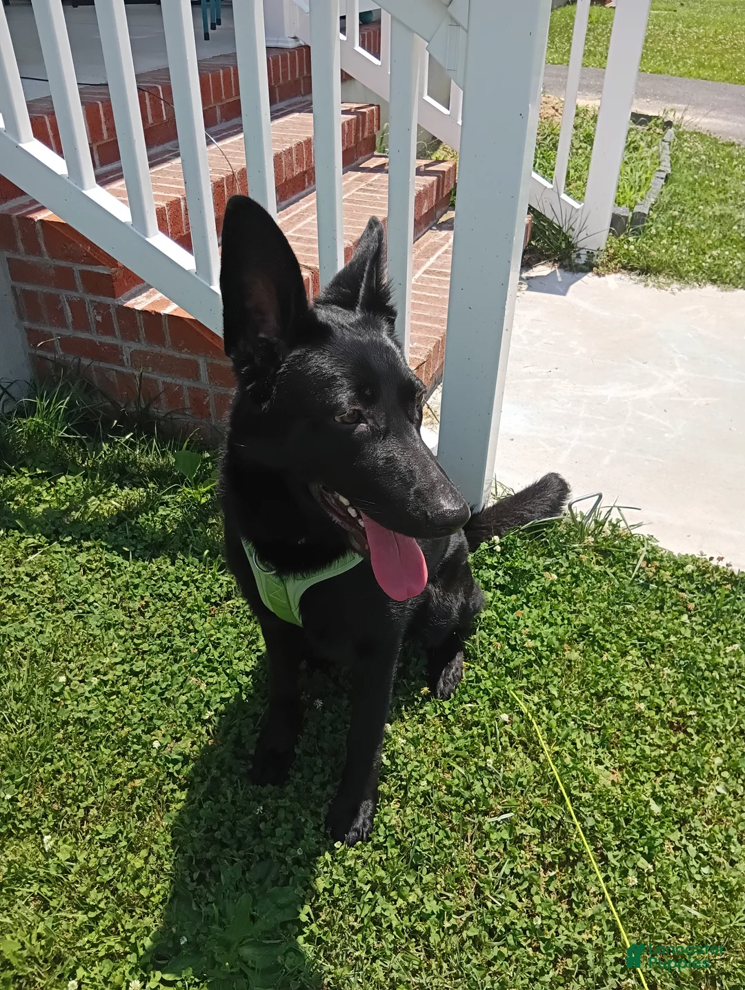 Sheprador dogs for sale: Remus - Ad 2