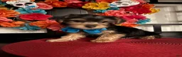 Yorkshire Terrier dogs for sale: Yorkshire Terrier Puppy 2 - Ad 5