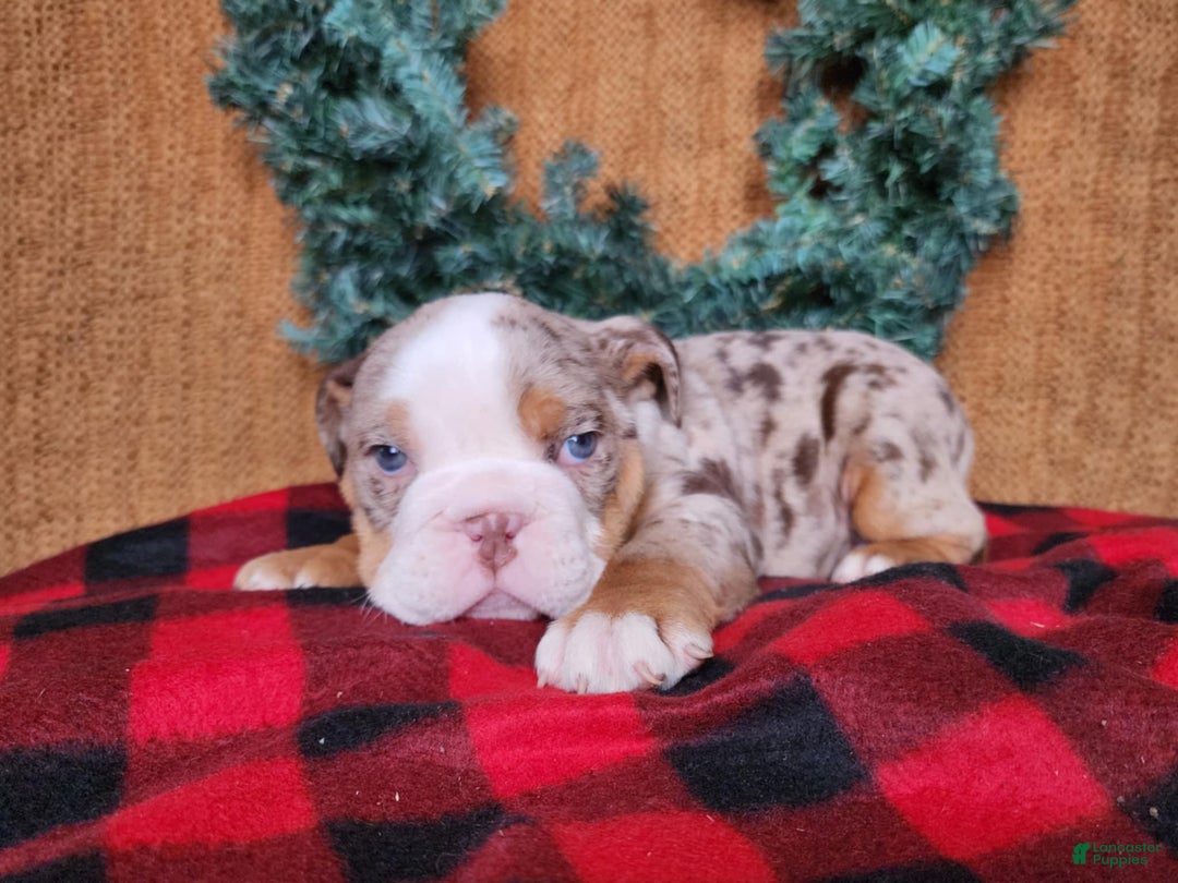 English Bulldog dogs for sale: Fletch - Ad 12