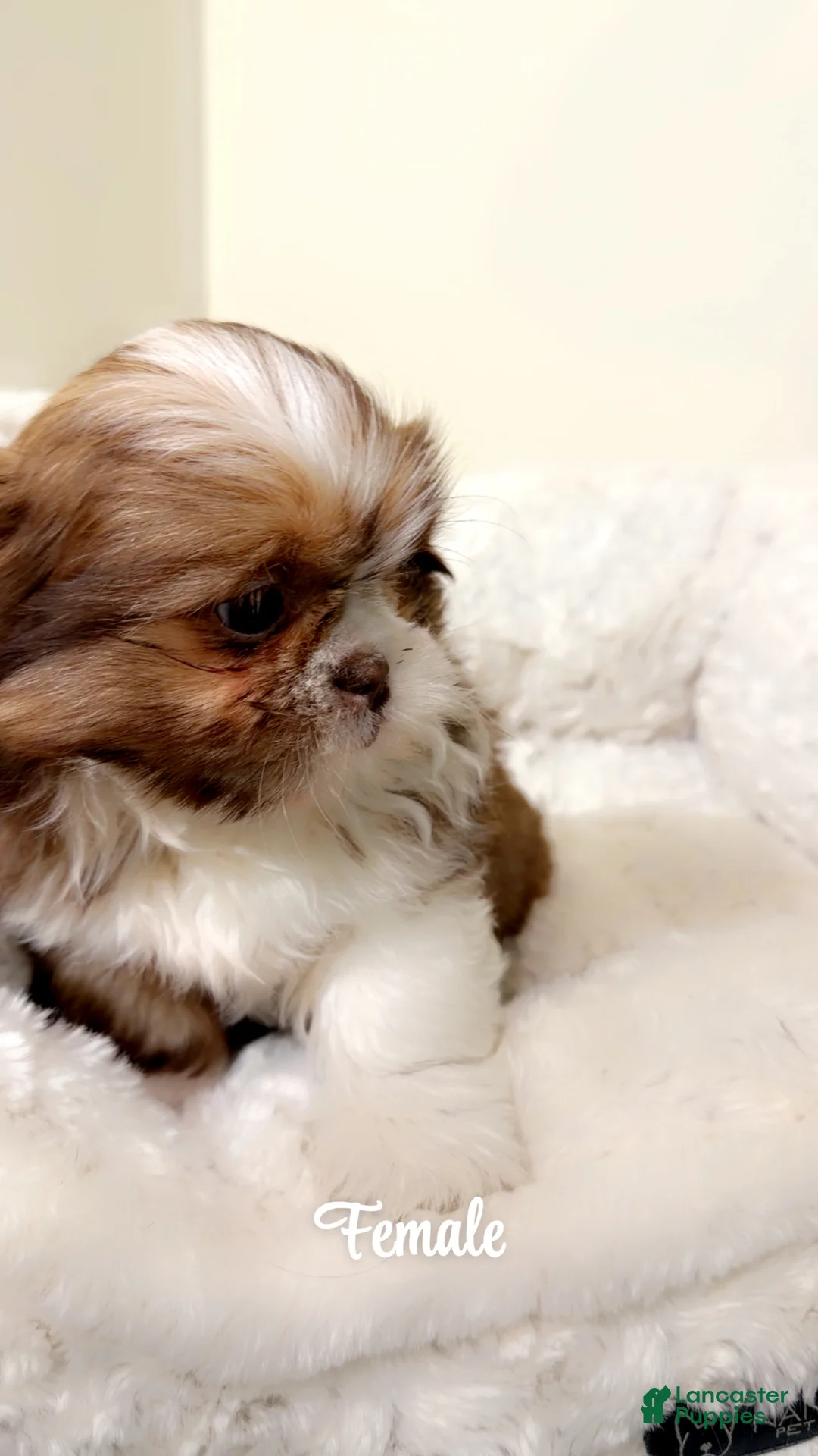Shih Tzu dogs for sale: Brownie - Ad 4