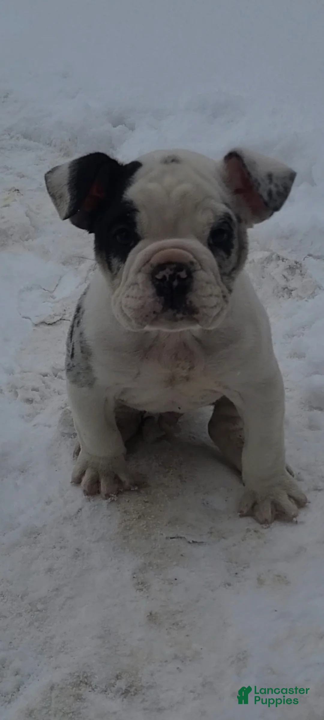 Olde English Bulldogge dogs for sale: Olde English Bulldogge Puppy 1 - Ad 6