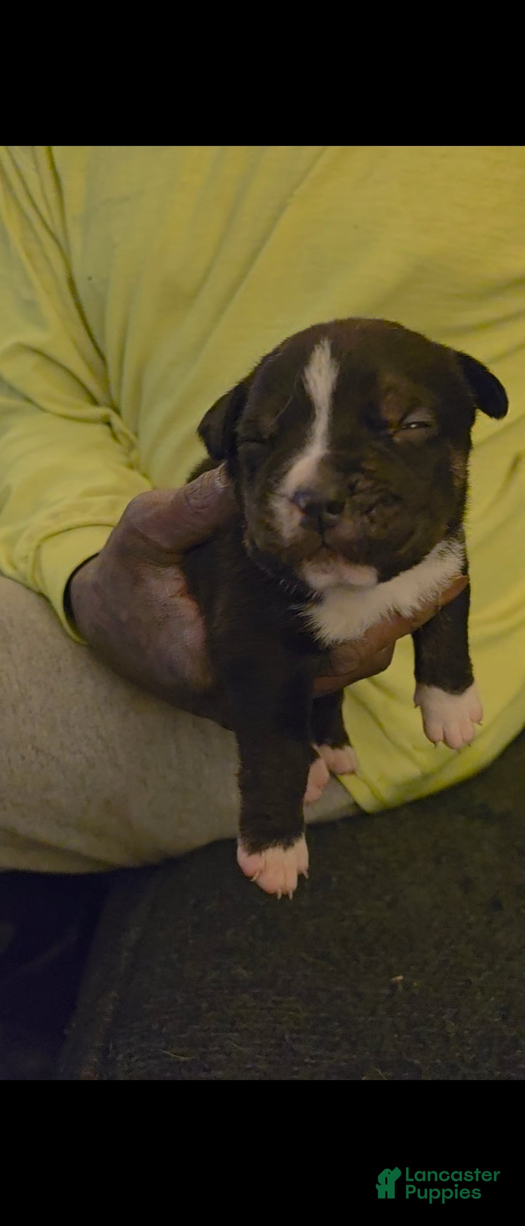 Mixed Breed dogs Mixed Breed Puppy 5 - Ad 2